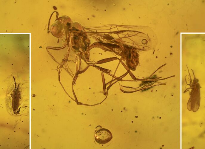 Detailed Fossil Darwin Wasp, Springtail, and Fly in Baltic Amber #234492